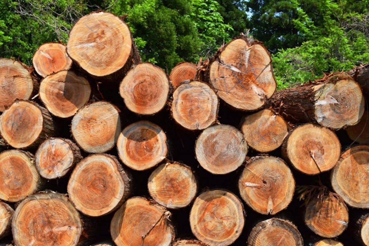 スギ_木材_建築資材