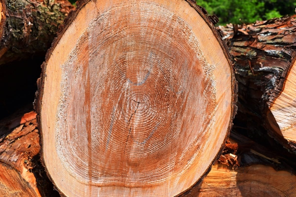 スギ_木材_特徴