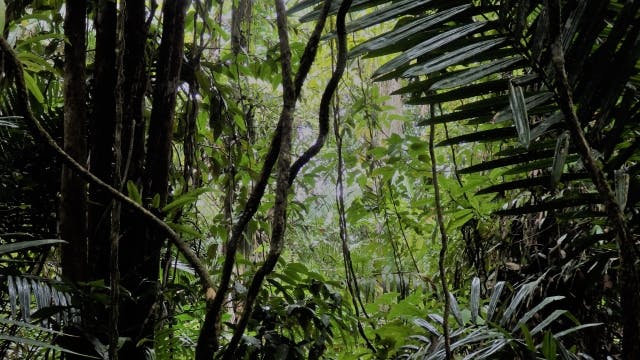 熱帯雨林＿ジャングル＿デッキ材