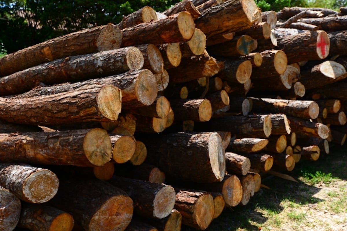 ウッドショック_丸太_木材