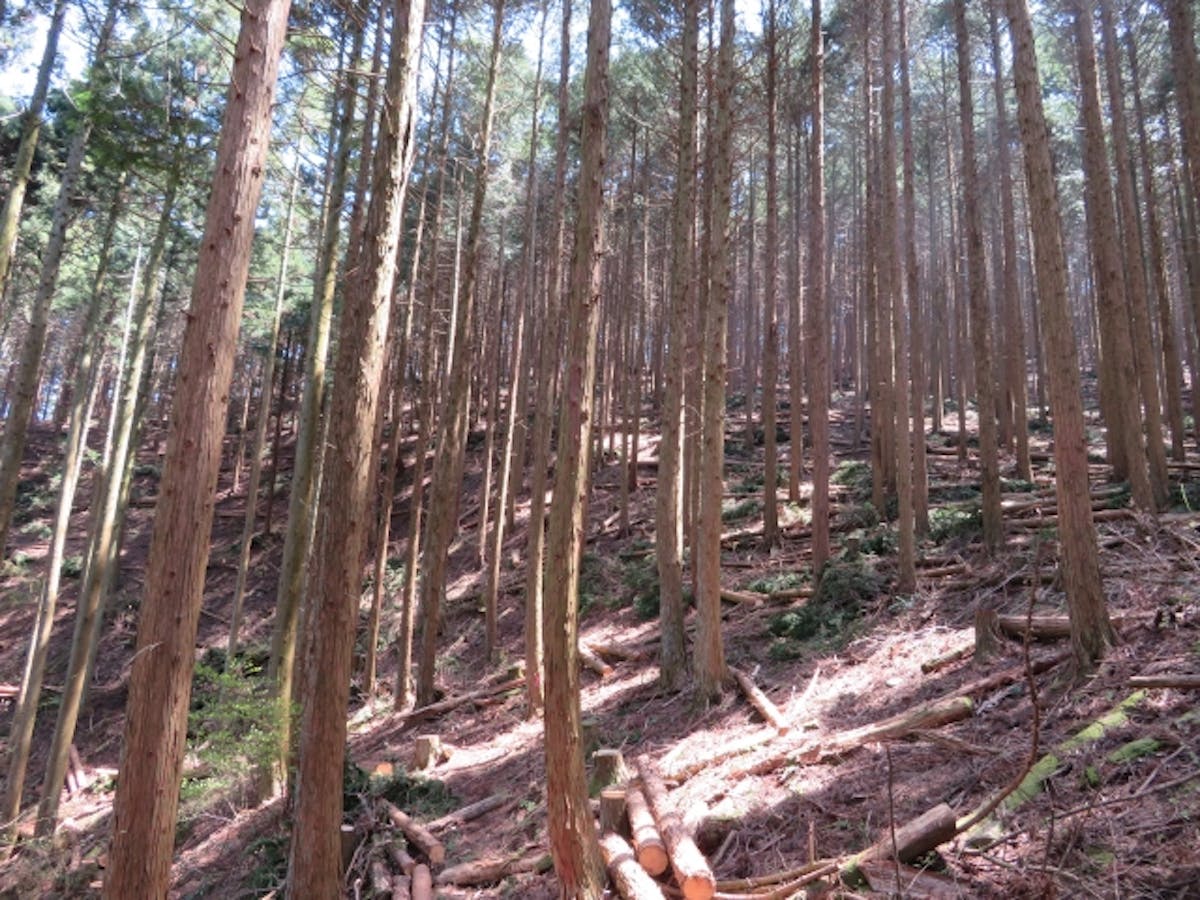 林業_ウッドショック