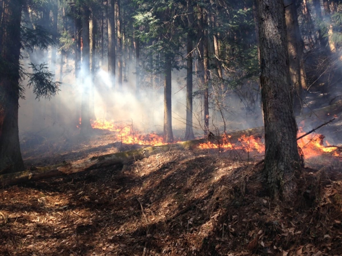 山火事_ウッドショック
