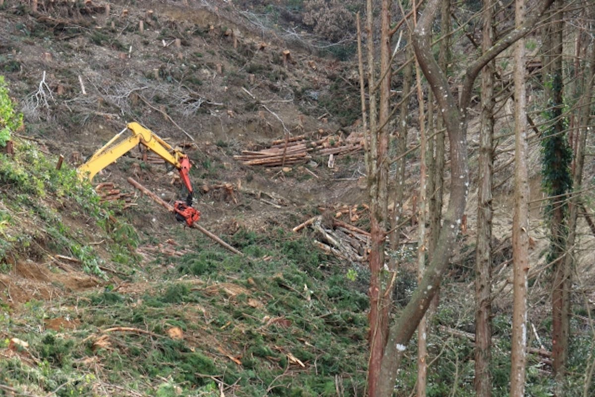 林業_伐採